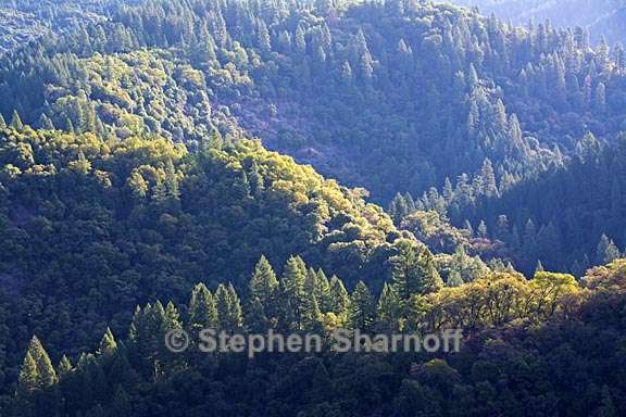 northern sierra forest graphic